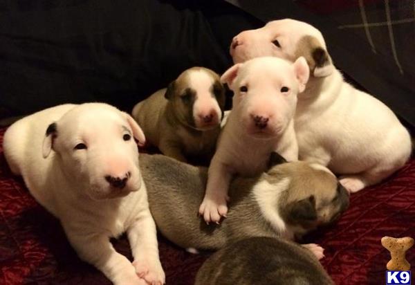 bull terrier puppy posted by hitechdog