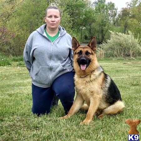 German Shepherd dog