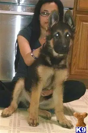 German Shepherd puppy for sale