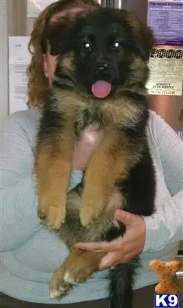 German Shepherd puppy for sale