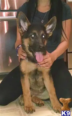 German Shepherd puppy for sale