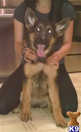 German Shepherd puppy for sale