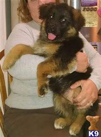 German Shepherd puppy for sale