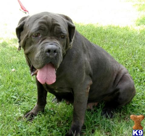 Neapolitan Mastiff dog