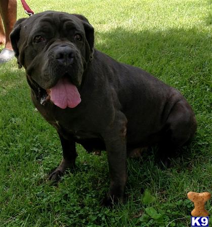 Neapolitan Mastiff dog