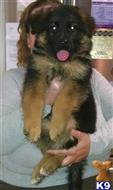 German Shepherd