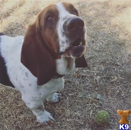 Basset Hound stud dog