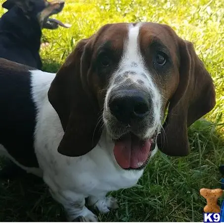 Basset Hound stud dog