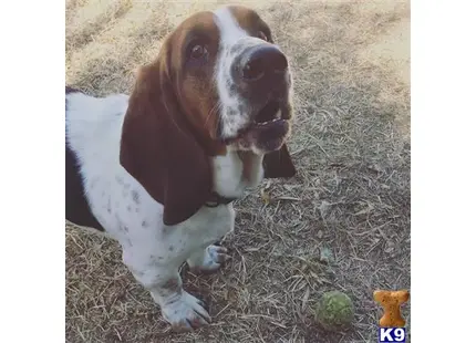 Basset Hound