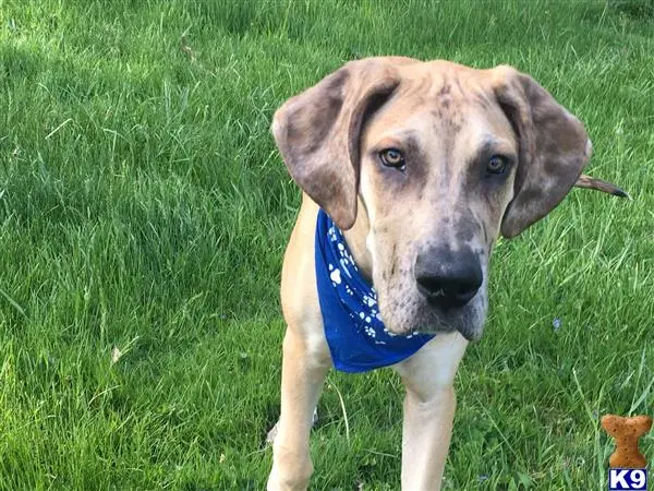 Great Dane stud dog