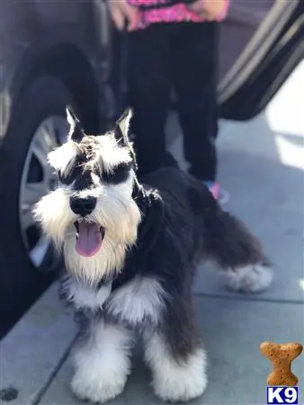 Miniature Schnauzer