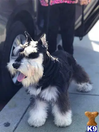 Miniature Schnauzer stud dog