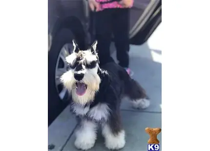 Miniature Schnauzer