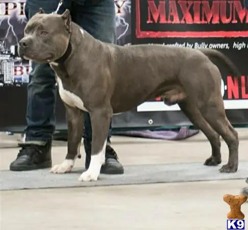 American Bully stud dog