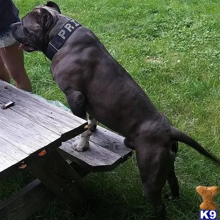 American Bully stud dog