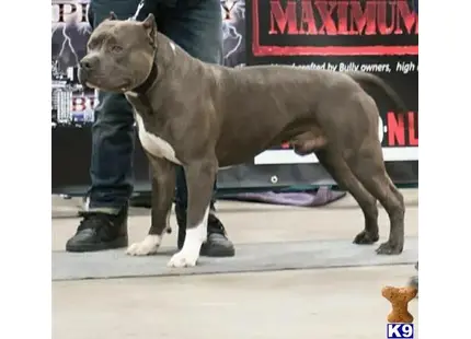 American Bully