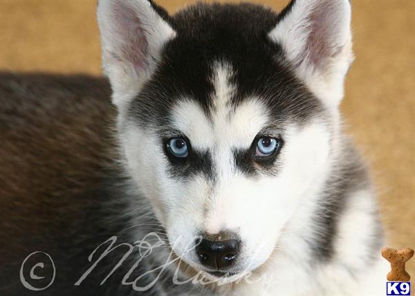 siberian husky puppy posted by hmartin
