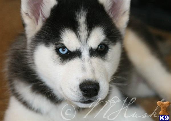 siberian husky puppy posted by hmartin