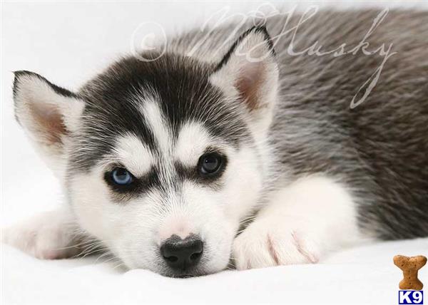 siberian husky puppy posted by hmartin
