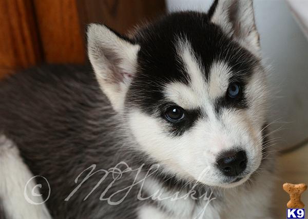 siberian husky puppy posted by hmartin
