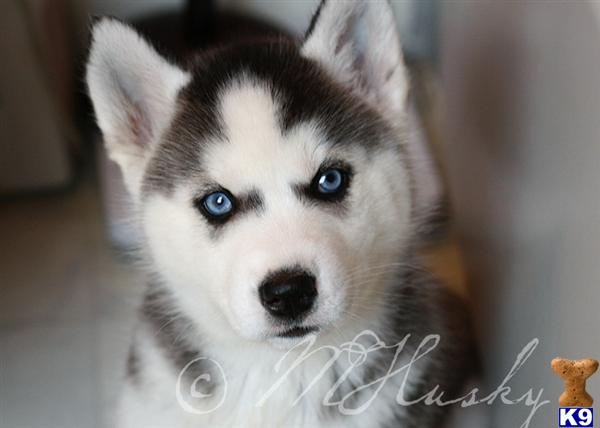 siberian husky puppy posted by hmartin