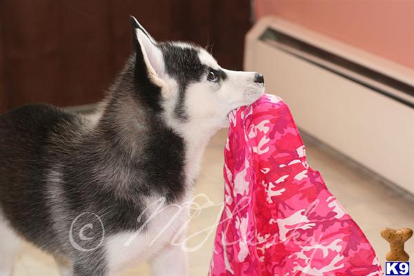 siberian husky puppy posted by hmartin
