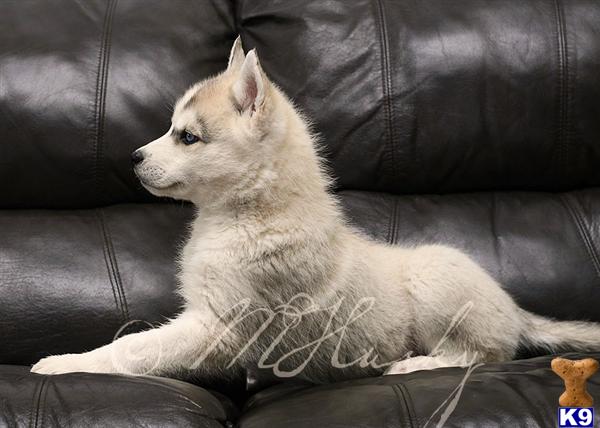 siberian husky puppy posted by hmartin