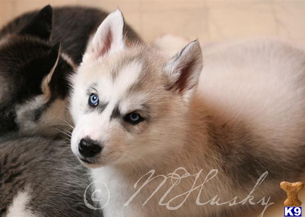 siberian husky puppy posted by hmartin
