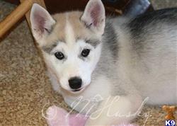 husky puppies for sale in denver siberian husky puppies for sale in pennsylvania husky puppies for sale in denver siberian husky puppies for sale in pennsylvania