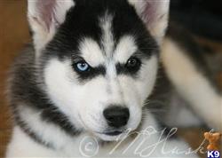siberian husky puppy posted by hmartin