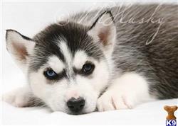 siberian husky puppy posted by hmartin