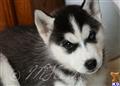 siberian husky puppy posted by hmartin