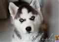 siberian husky puppy posted by hmartin