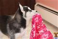 siberian husky puppy posted by hmartin