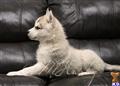 siberian husky puppy posted by hmartin