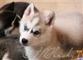 siberian husky puppy posted by hmartin