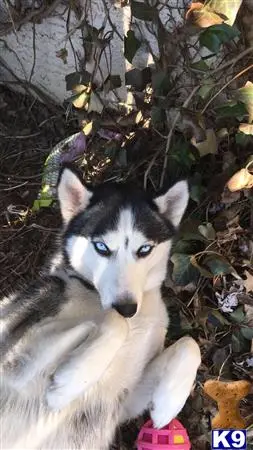 Siberian Husky female dog