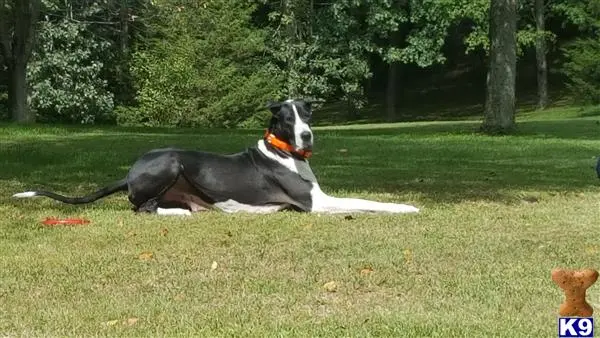 Great Dane female dog