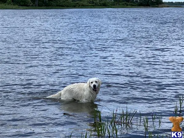 Golden Retriever stud dog