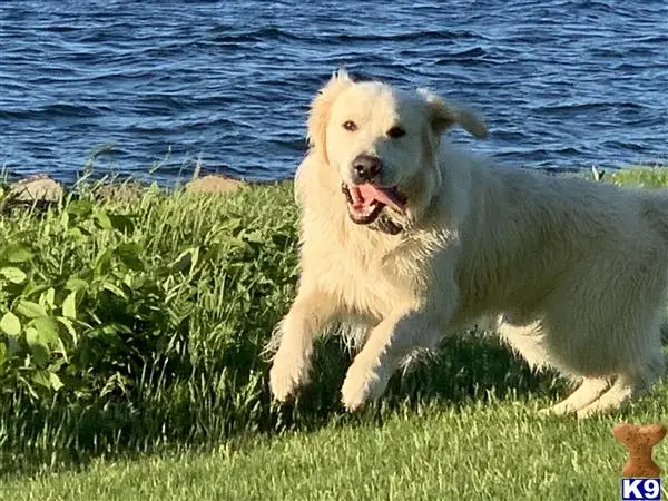 Golden Retriever stud dog