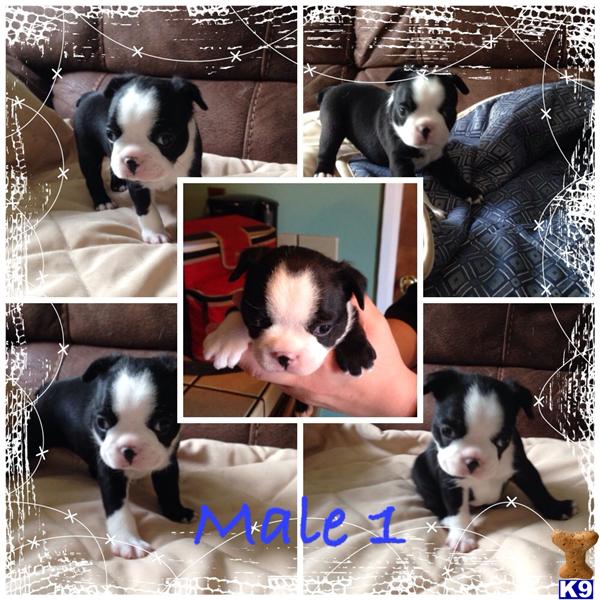 boston terrier puppies for sale in houston boston terrier puppies available in california in fairfield breeds picture boston terrier puppies for sale in houston boston terrier puppies available in california in fairfield breeds picture