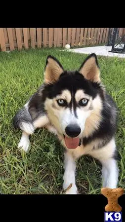 Siberian Husky female dog