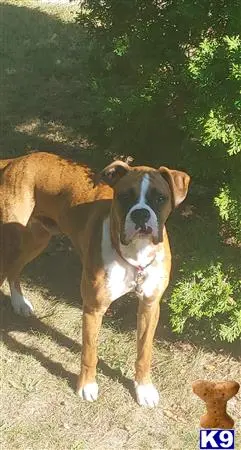 Boxer stud dog