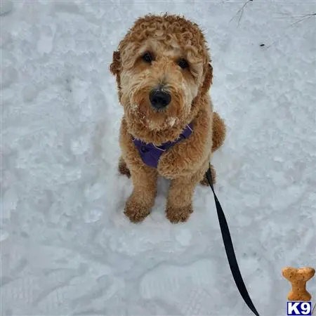 Goldendoodles stud dog