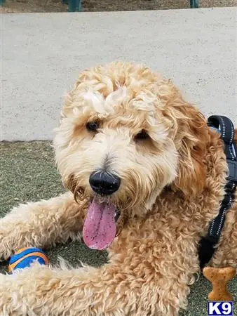 Goldendoodles stud dog