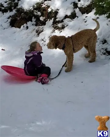 Goldendoodles stud dog