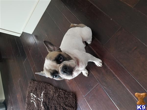 French Bulldog dog