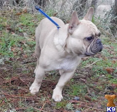 French Bulldog stud dog