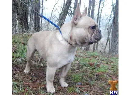 French Bulldog