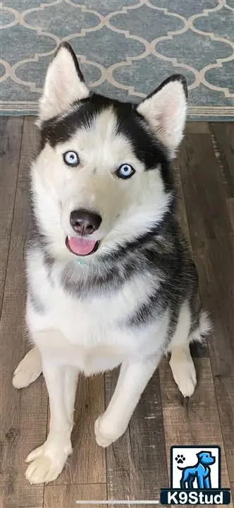 Siberian Husky stud dog